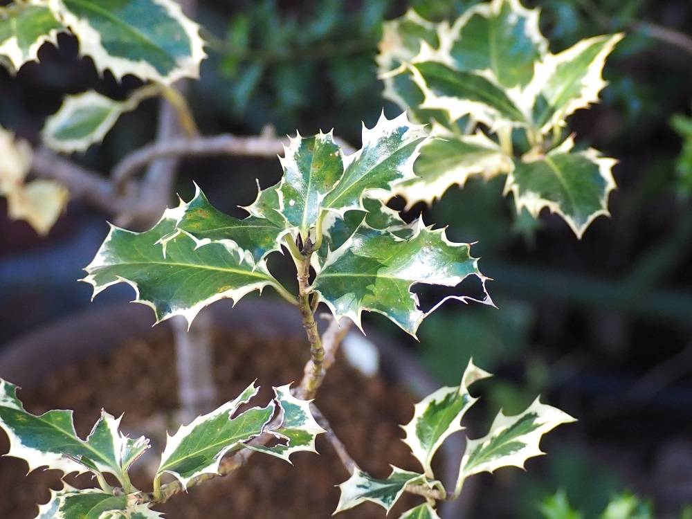 PC240698 - コピー.jpg