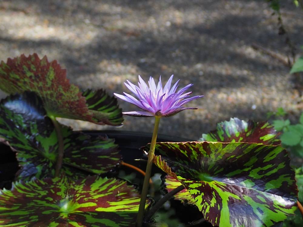 P8190591 - コピー.jpg