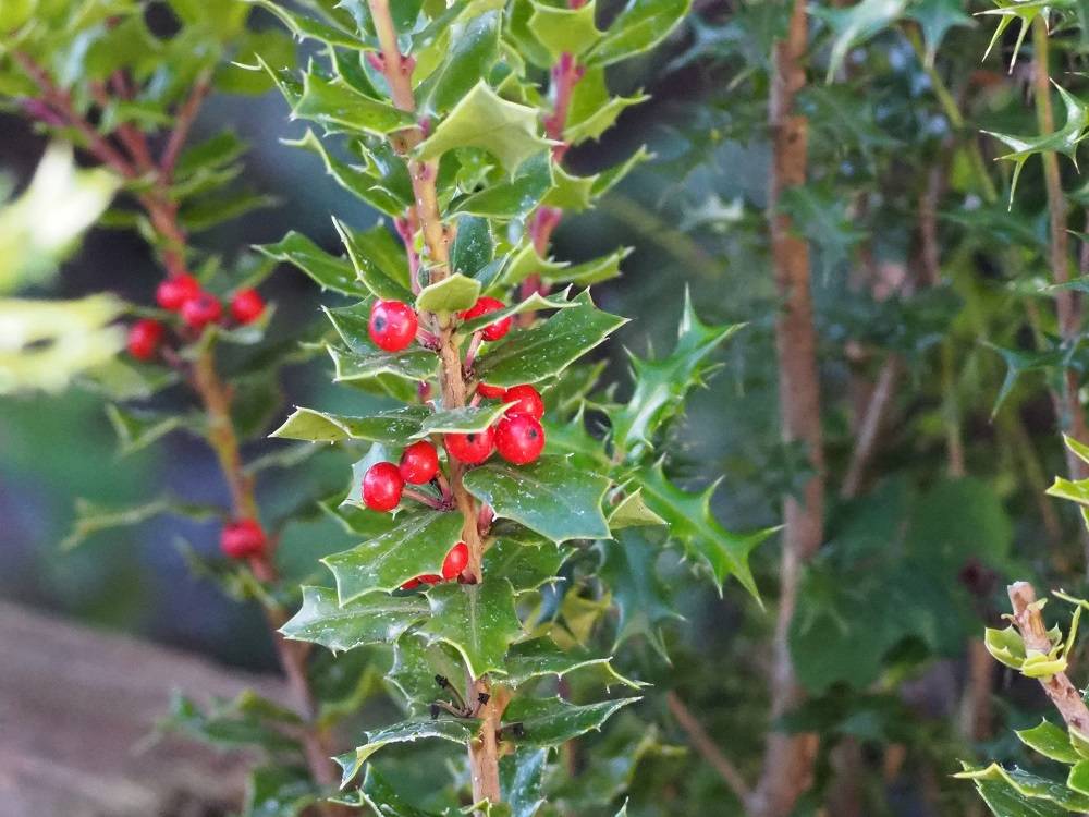 PC240699 - コピー.jpg