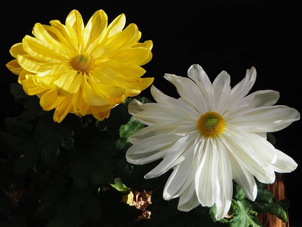 PB180687 - コピー.jpg