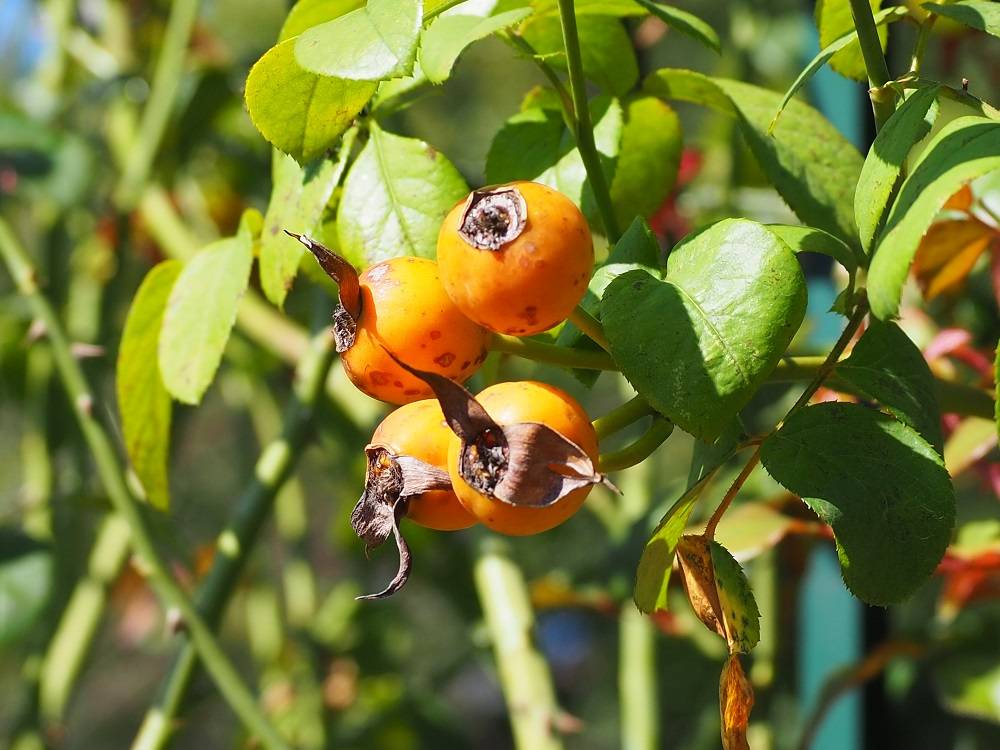 PA200603 - コピー.jpg