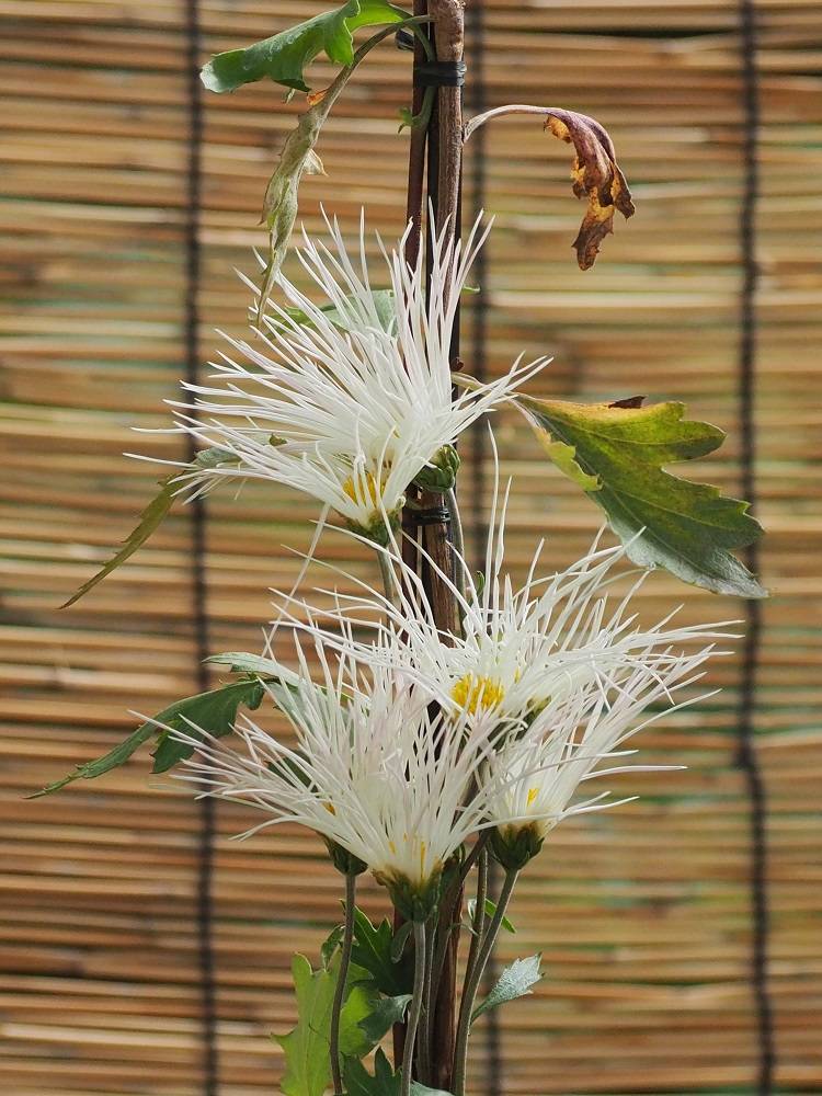 PB180702 - コピー.jpg