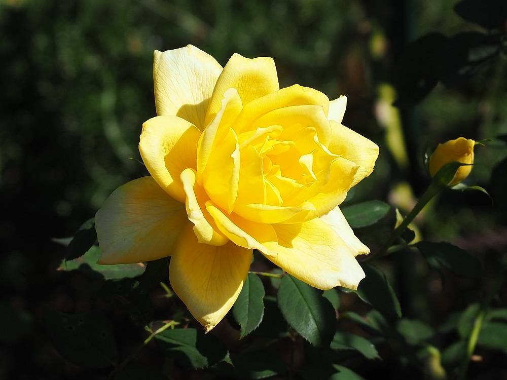 PA200580 - コピー.jpg