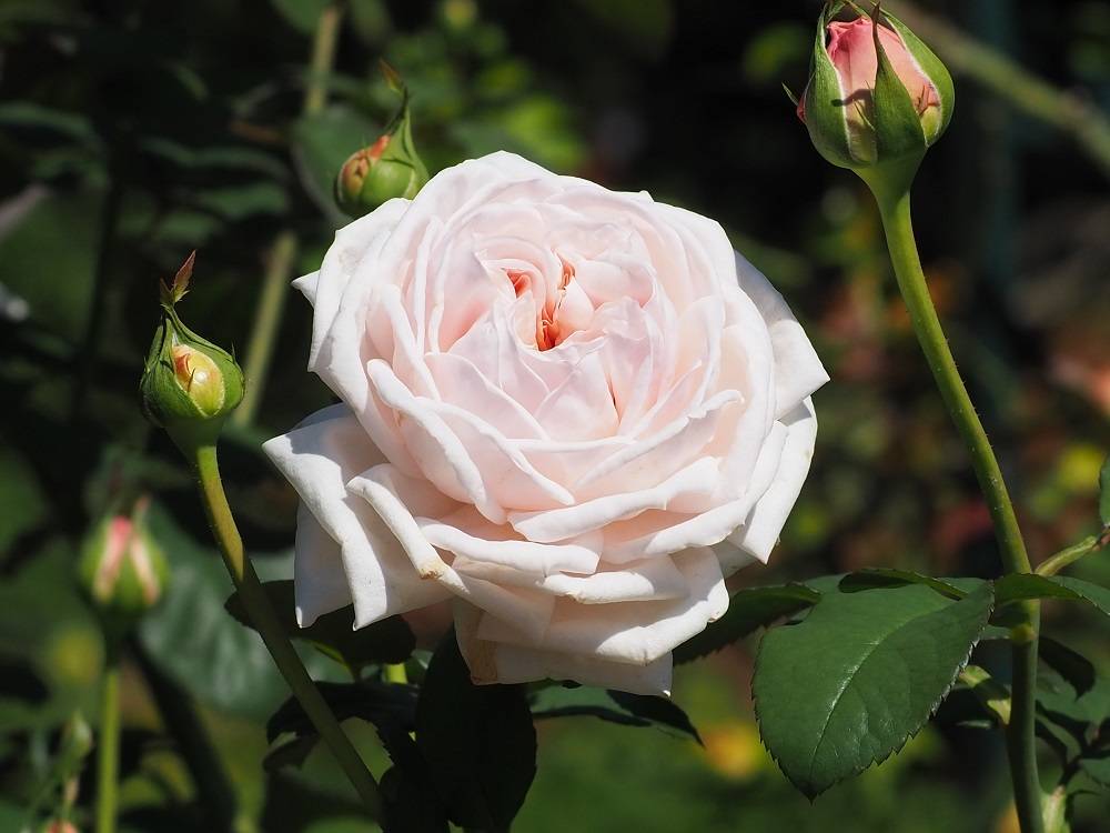 PA200578 - コピー.jpg