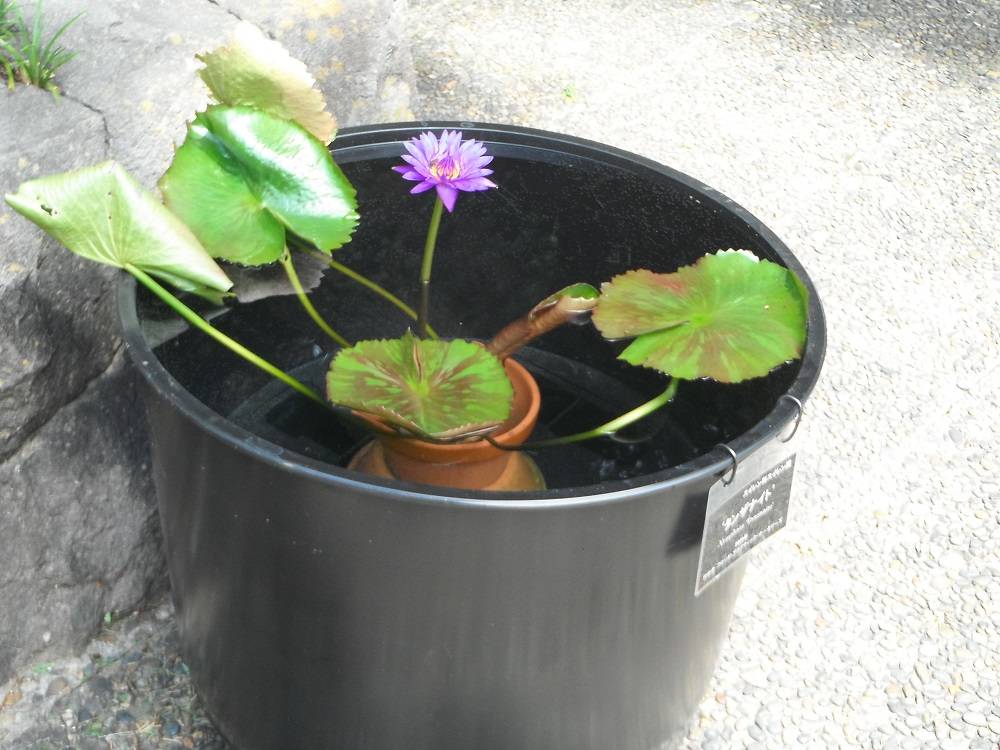 DSCF1219 - コピー.jpg