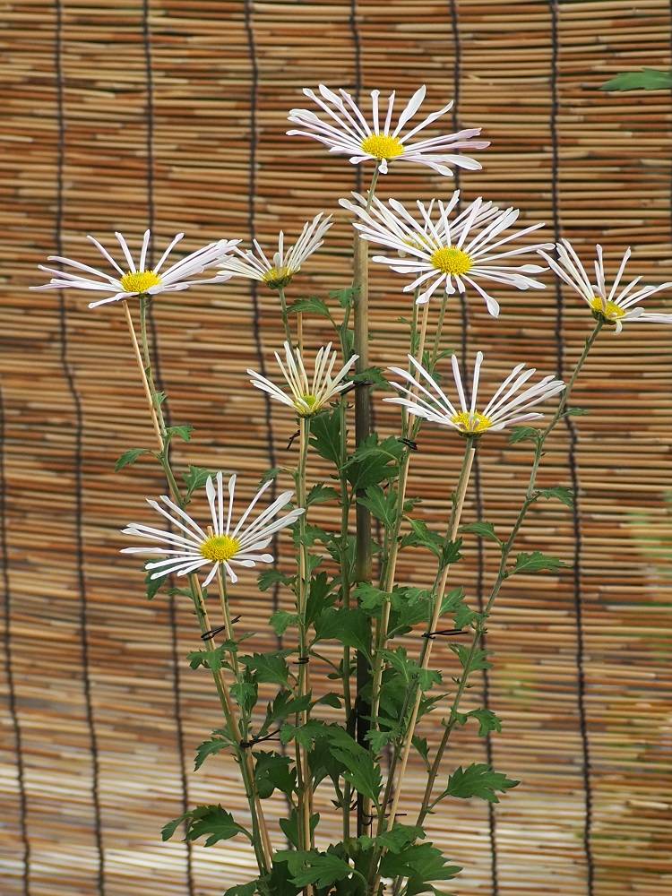 PB180697 - コピー.jpg