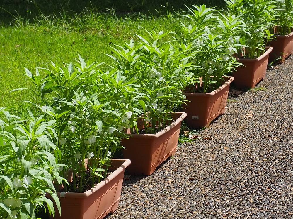 P9160623 - コピー.jpg