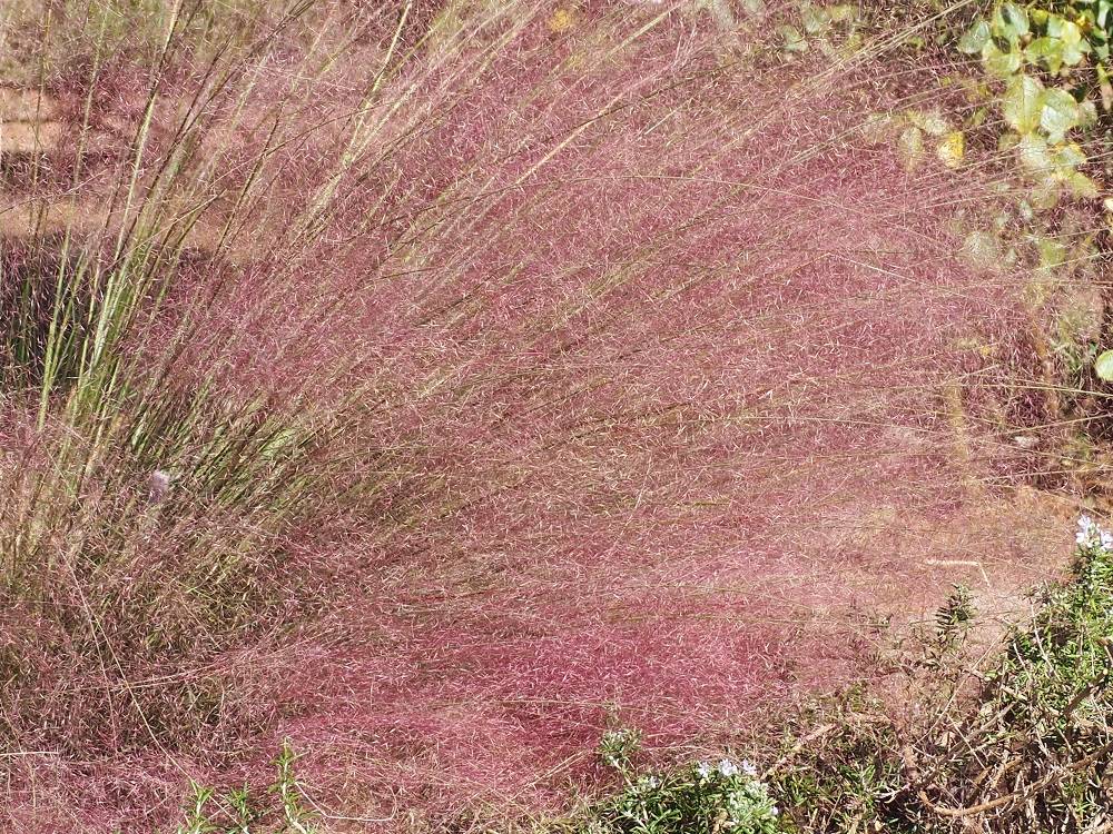 PA200598 - コピー.jpg