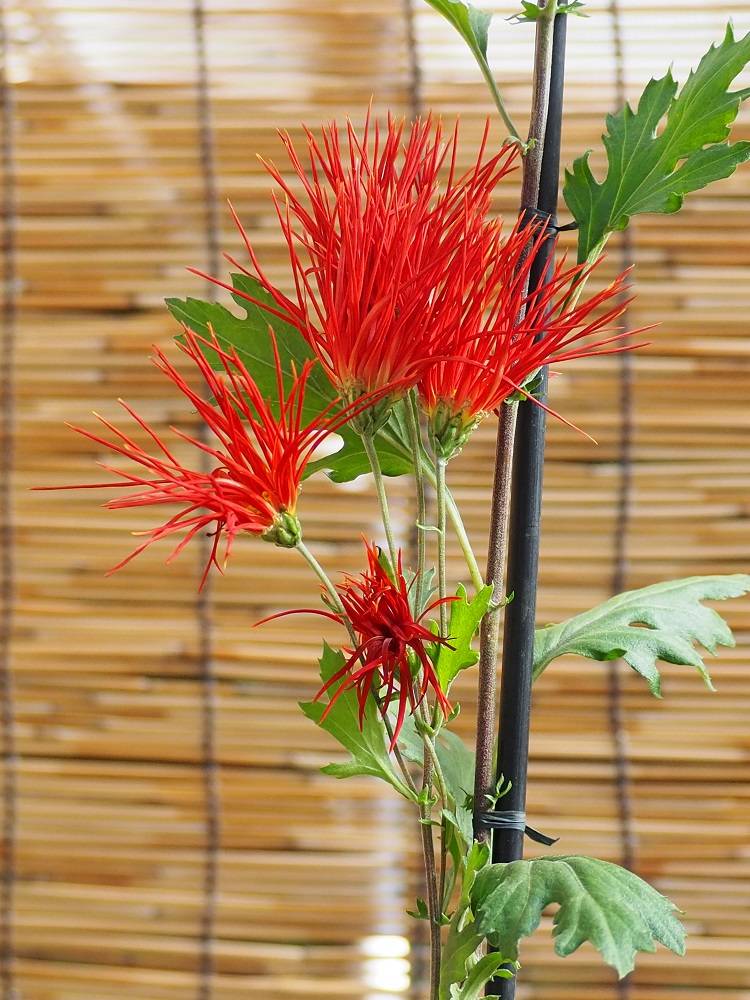 PB180704 - コピー.jpg