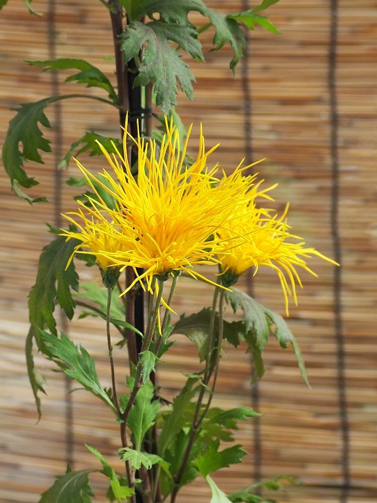 PB180705 - コピー (2).jpg