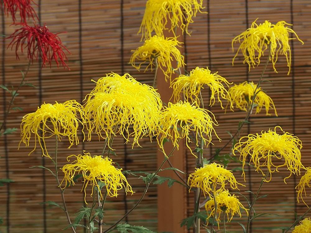 PB180685 - コピー.jpg