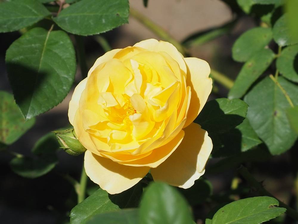 PA200582 - コピー.jpg