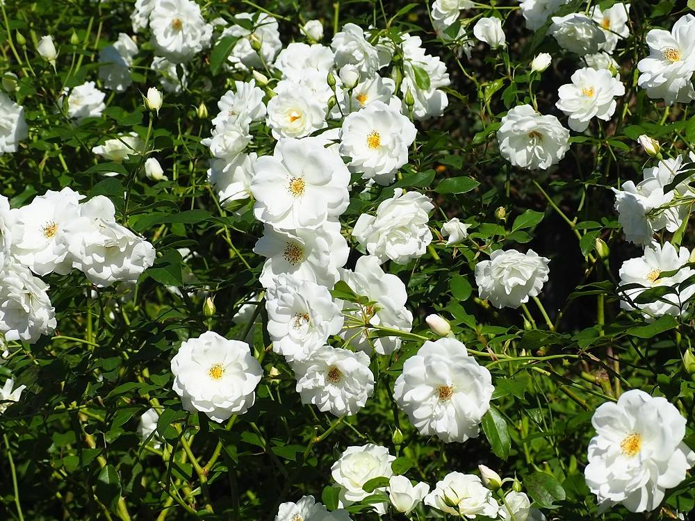 PA200596 - コピー.jpg