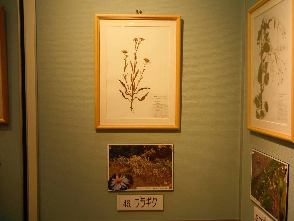 DSCF1246 - コピー.jpg