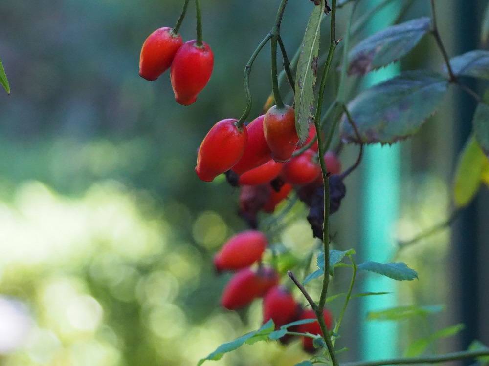 PA200591 - コピー.jpg