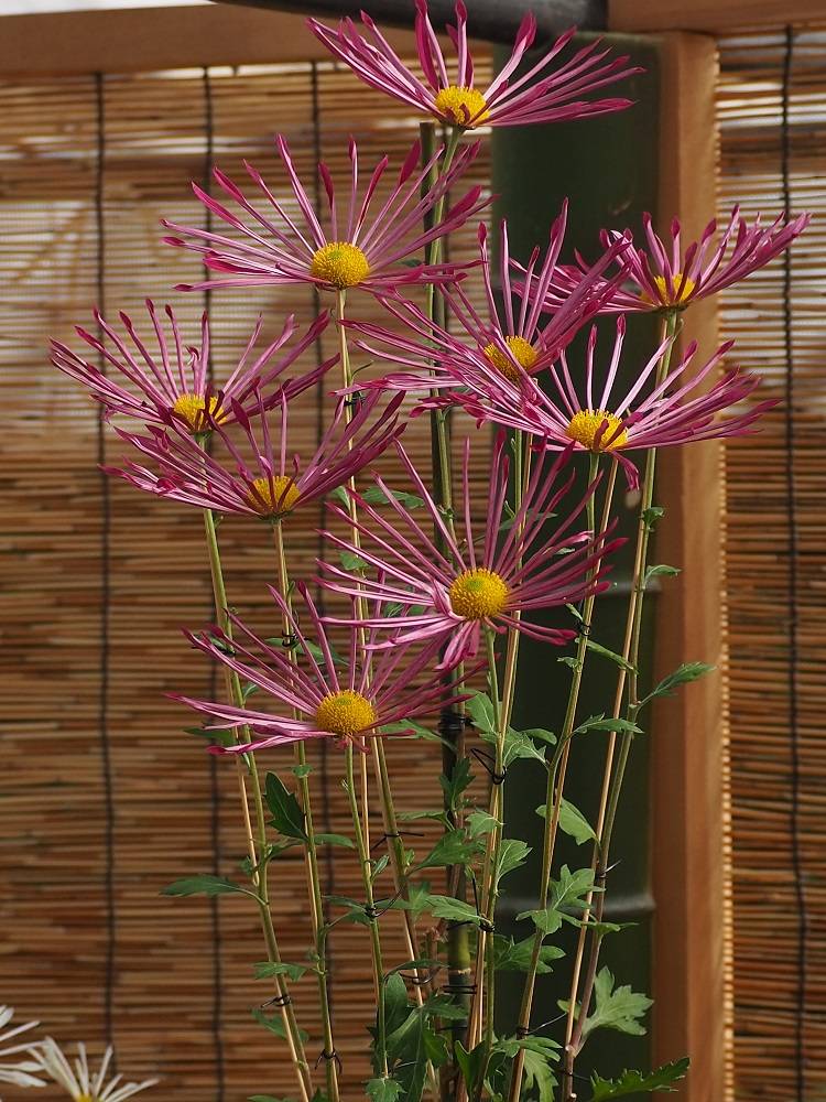 PB180700 - コピー.jpg