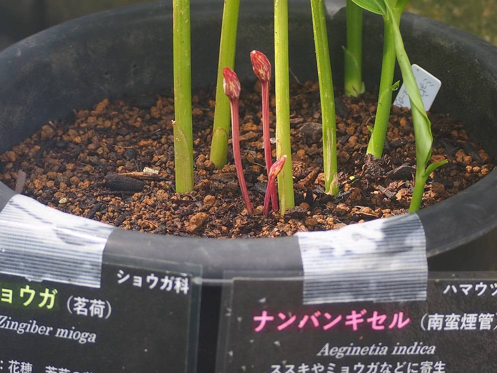 P8310581 - コピー.jpg