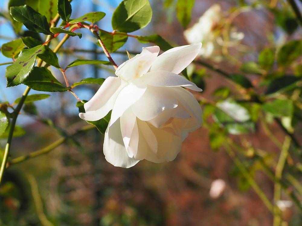 PC240715 - コピー.jpg