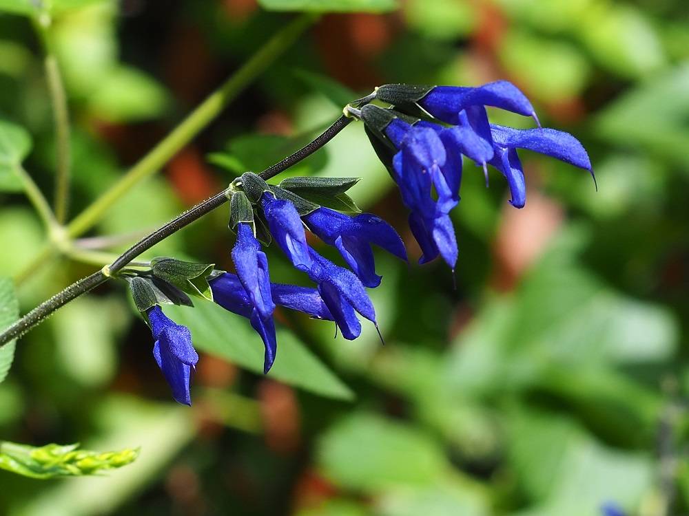 P8310590 - コピー.jpg