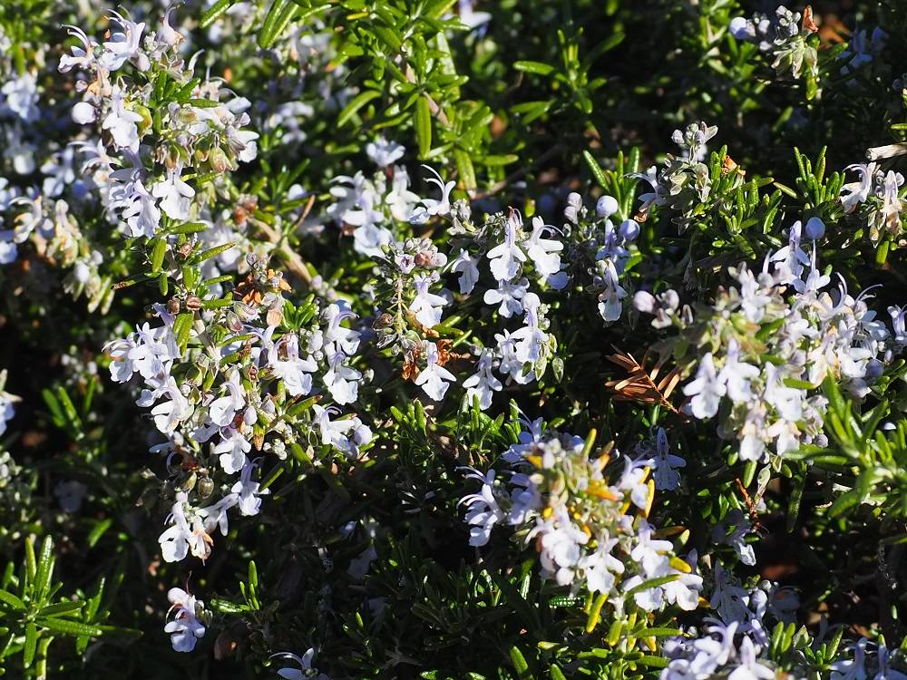 PC240706 - コピー.jpg