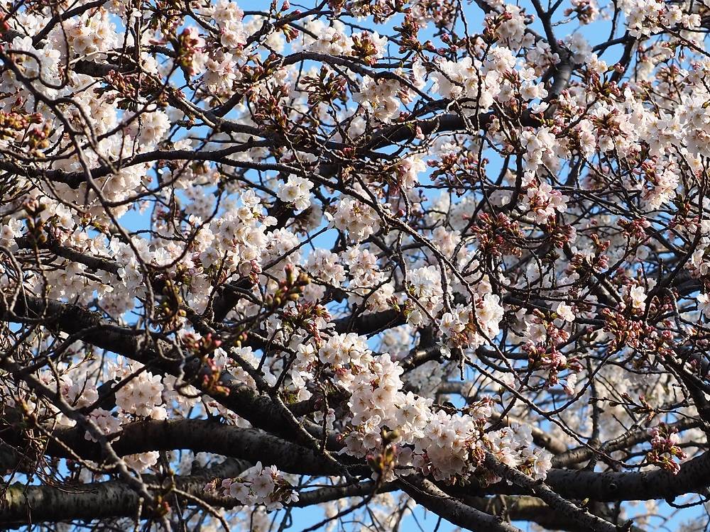 P3220701 - コピー.jpg