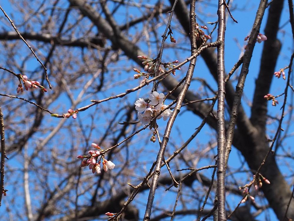 P3150721 - コピー.jpg