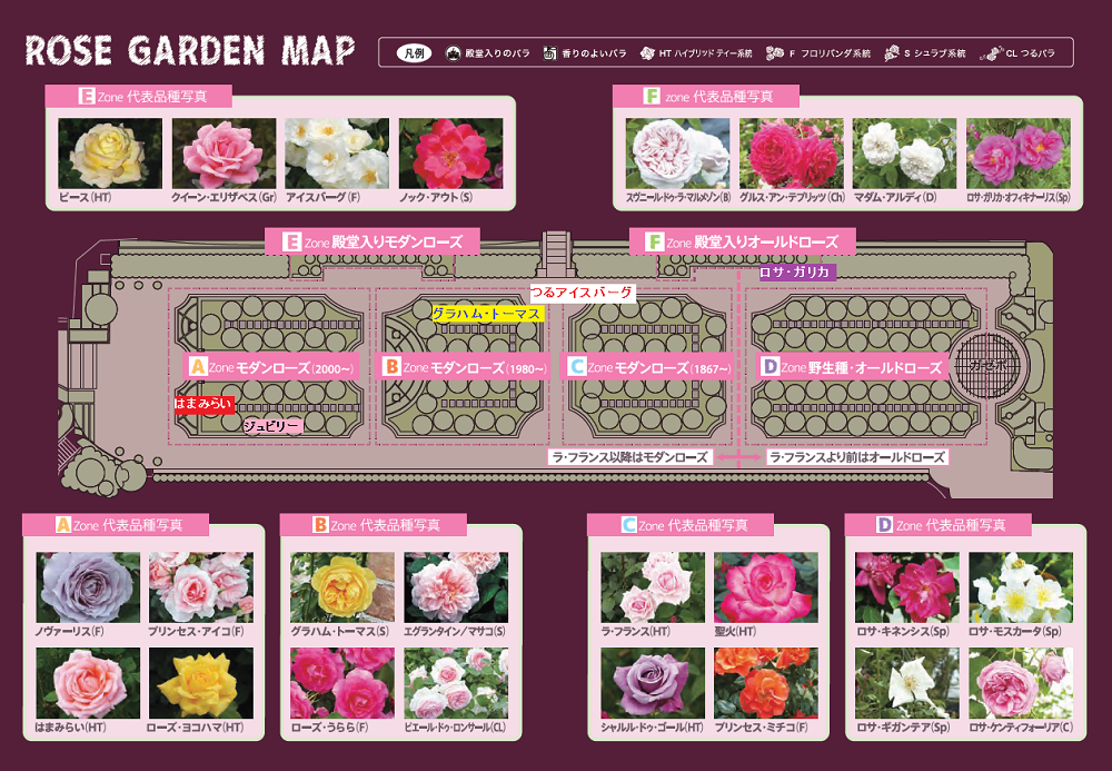 バラ園ブログ5.10.png