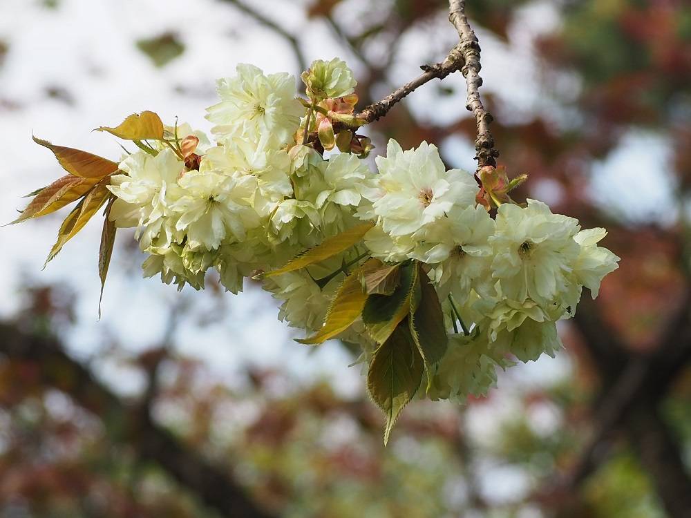 P4030724 - コピー.jpg