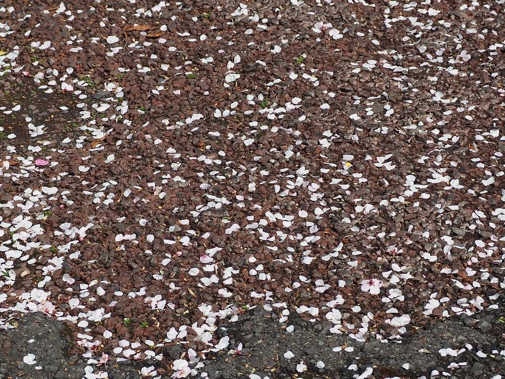 P3240754 - コピー.jpg