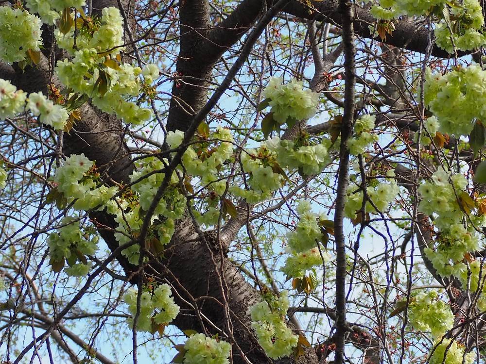 P4030725 - コピー.jpg