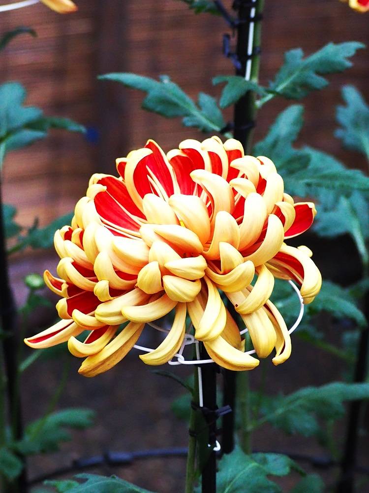 PB121213 - コピー (2).jpg