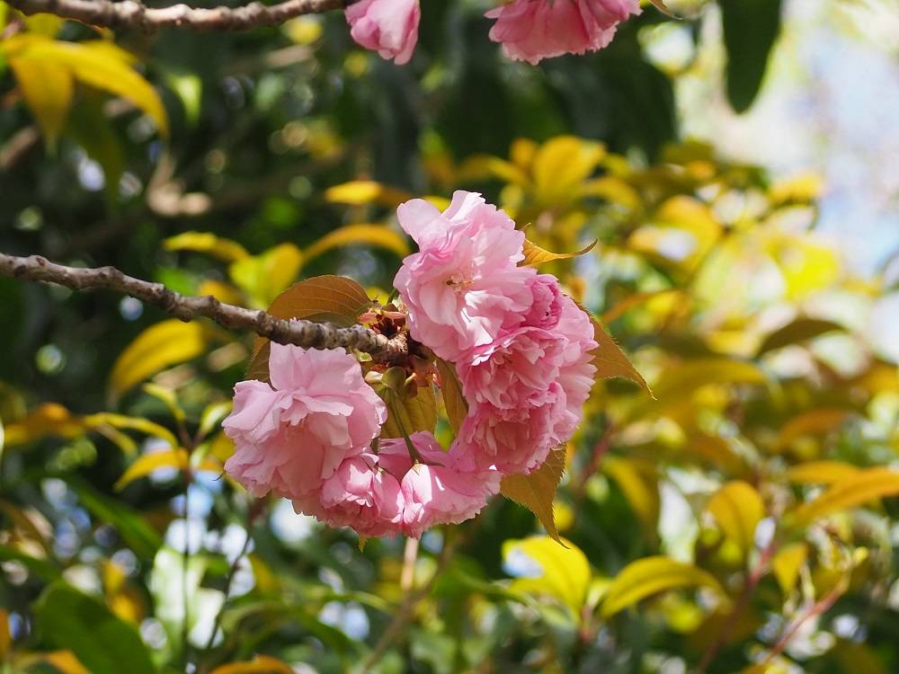 P4080711 - コピー.jpg