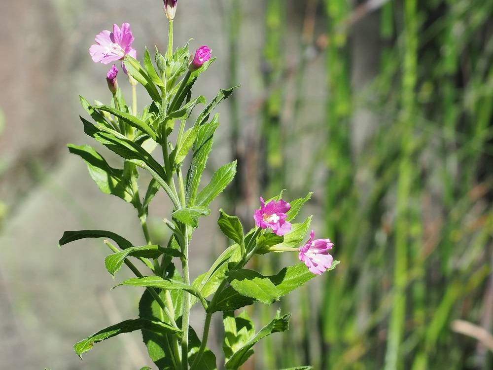 P7120884 - コピー.jpg