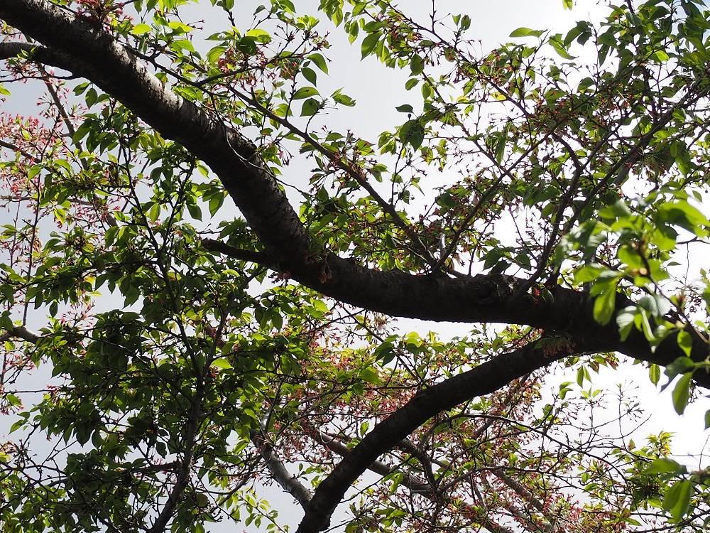 P4080709 - コピー.jpg