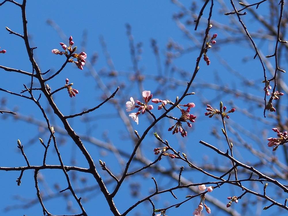 P3150727 - コピー.jpg