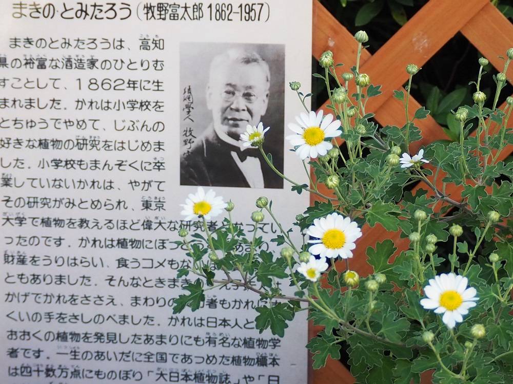 『徳島県植物誌』 阿部近一　～「牧野富太郎博士 剣山で行方不明に」の顛末も 徳島県植物誌』 阿部近一 「牧野富太郎博士 剣山で行方不明に