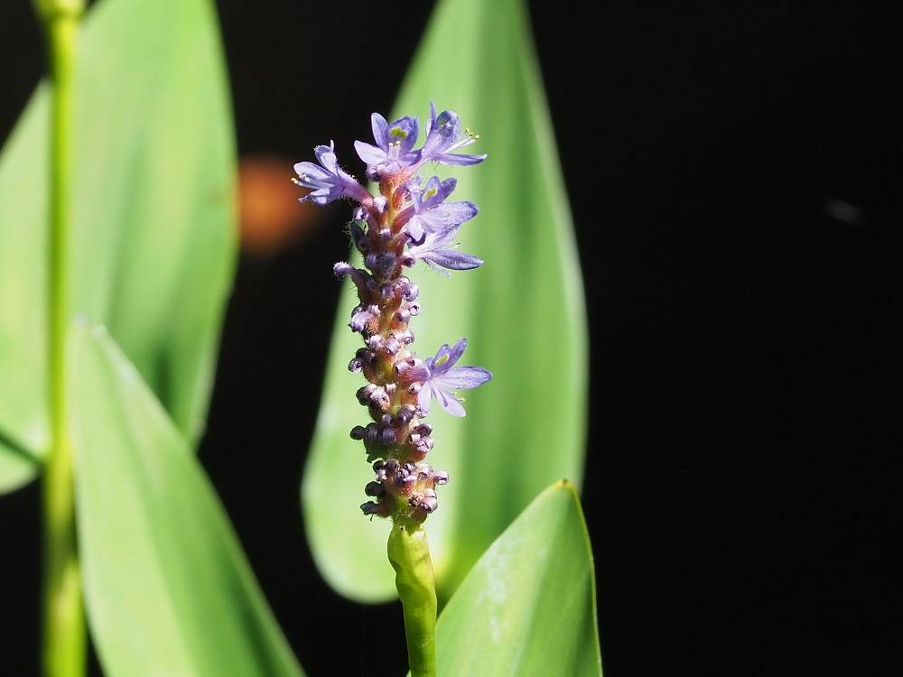 P7120897 - コピー.jpg