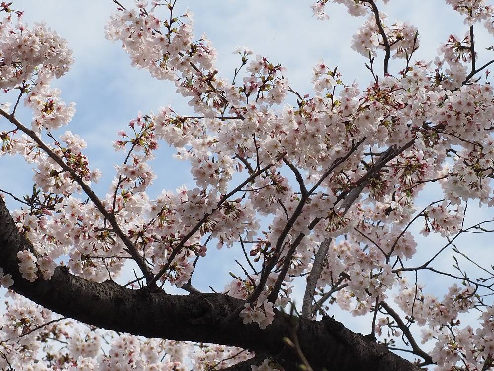 P3240712 - コピー.jpg