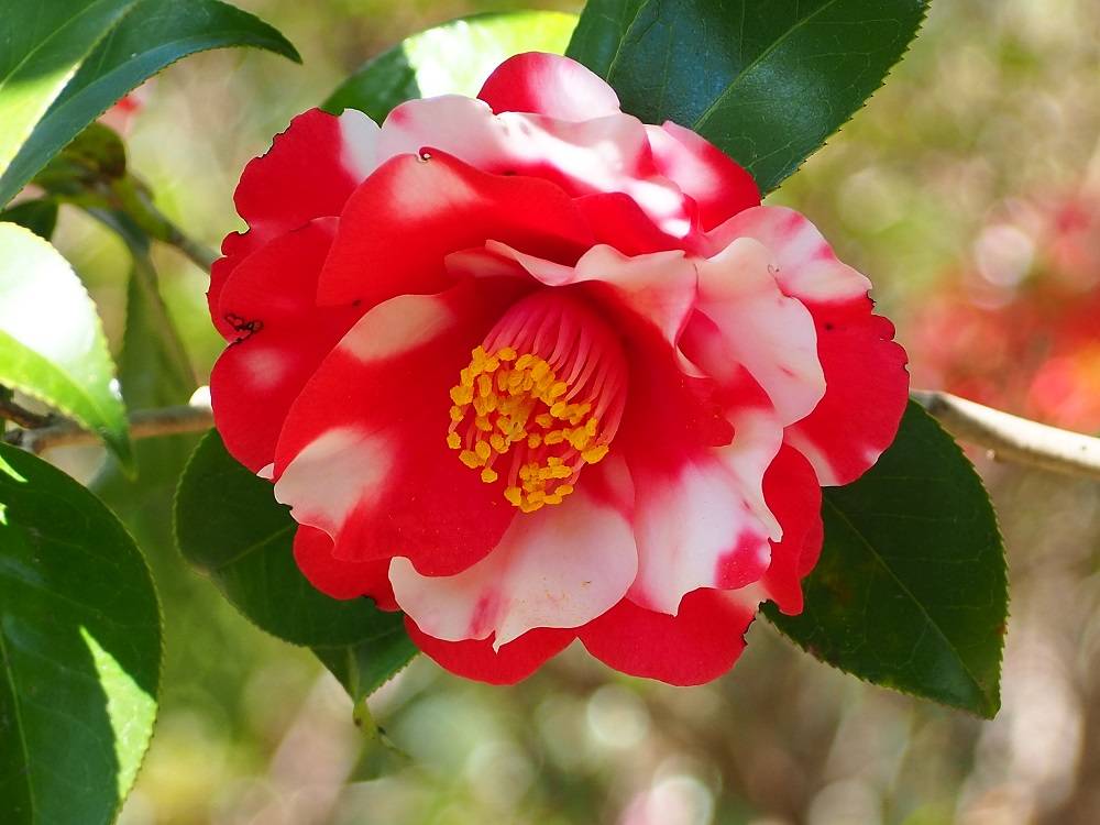 古布 正絹 吊るし椿 錦紗縮緬 疋田模様 麻の葉 くくり花 さげ