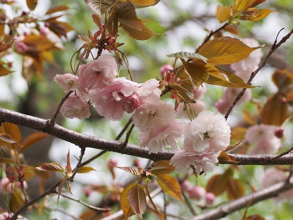 P4080715 - コピー.jpg