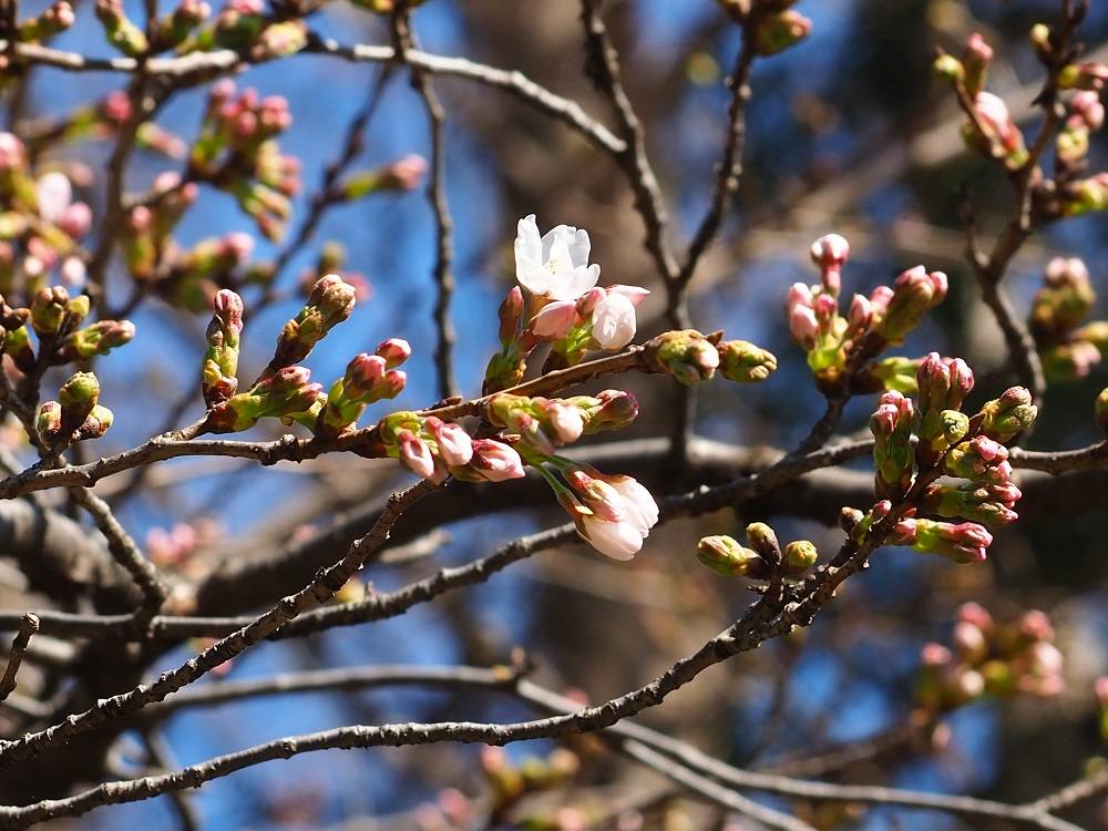 P3150728 - コピー.jpg