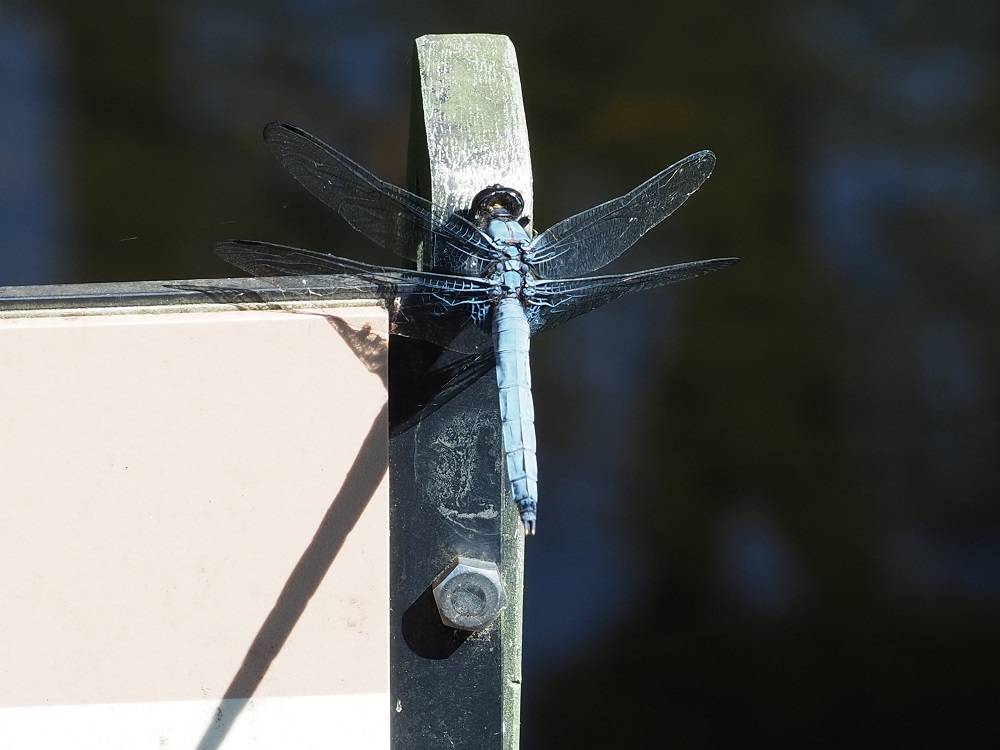 P7120910 - コピー.jpg