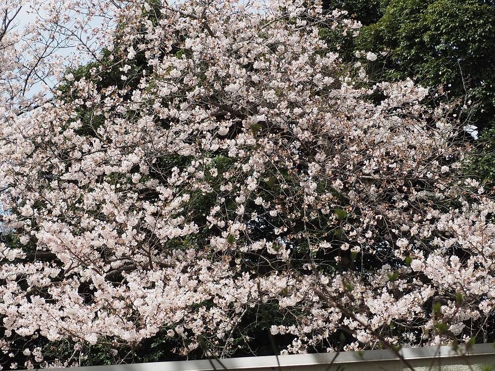 P3240755 - コピー.jpg