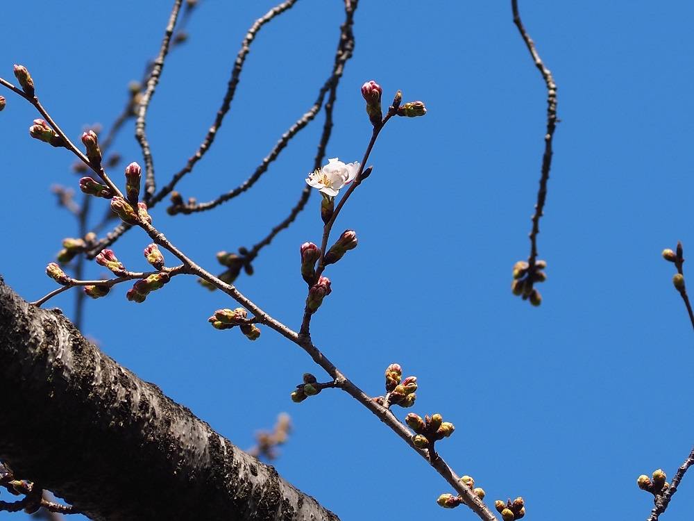 P3150717 - コピー.jpg