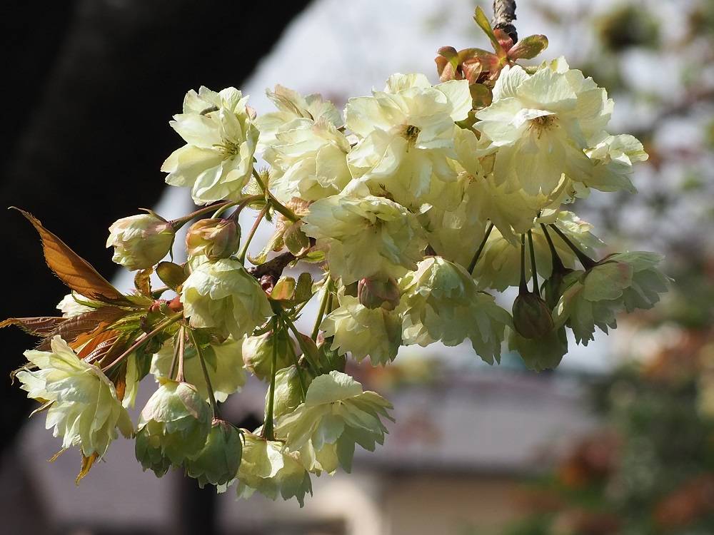 P4030717 - コピー.jpg