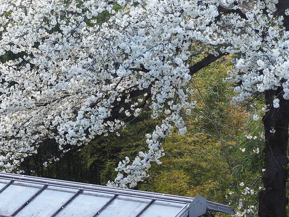 P3220710 - コピー.jpg