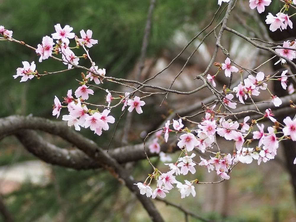 P3120814 - コピー.jpg