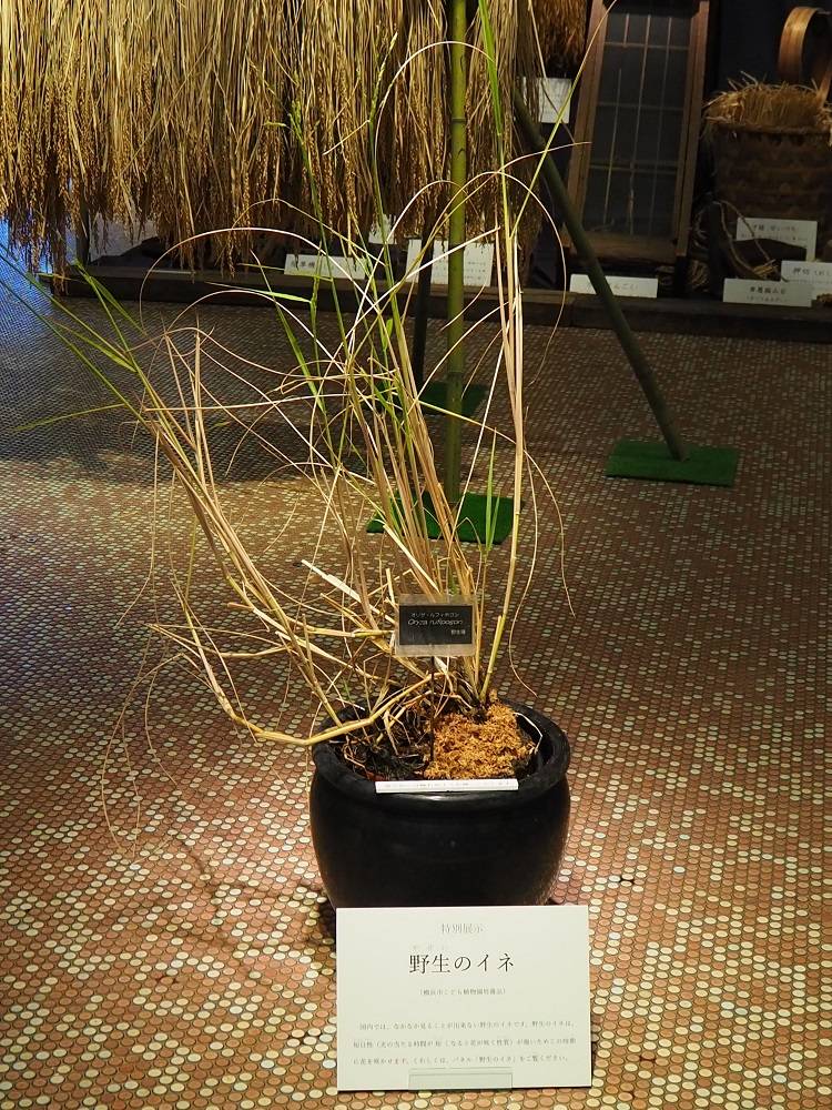 PC231247 - コピー.jpg