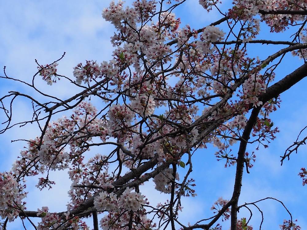 P4030716 - コピー.jpg