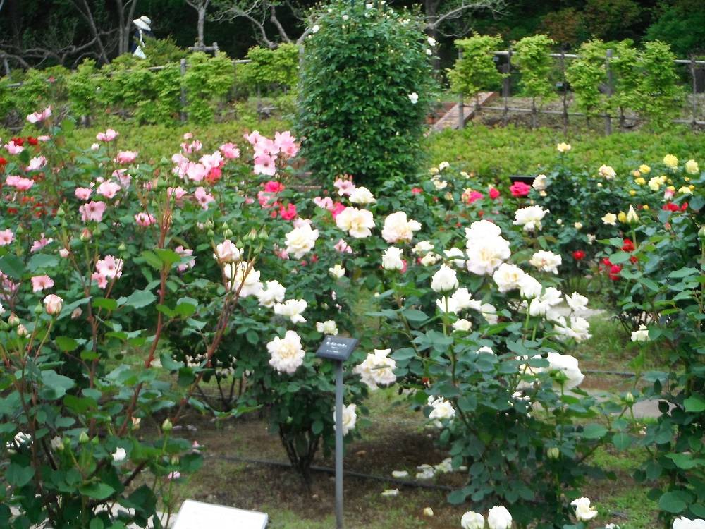 DSCF1122 - コピー.jpg